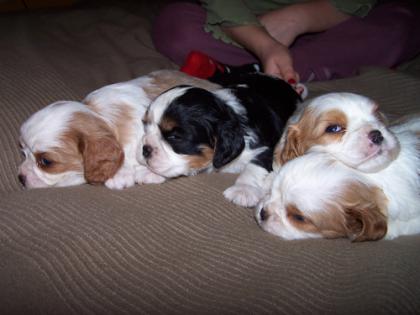 Cavalier king charles welpen
