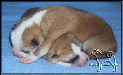 Akita Welpen geb. 24. 12. 2021