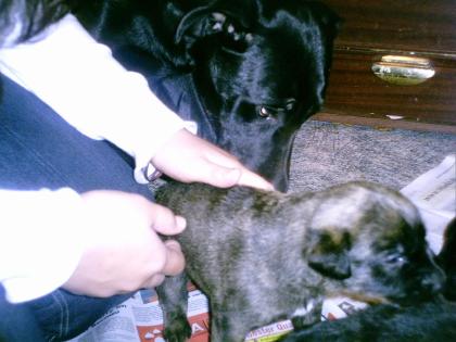 Boxer-Labrador-Welpe zu verschenken