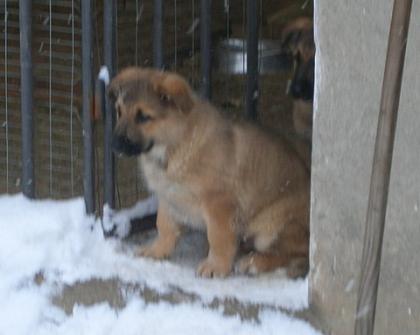 Schäferhundwelpen