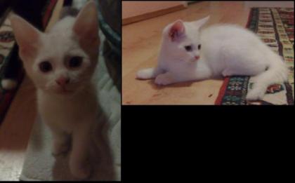 2 Katzen Mischlinge zu vergeben, 3 Monate alt