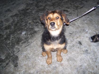 Ich habe einen Golden Retriever, Schäferhund, Labrador Mix Weibchen 15 wochen alt