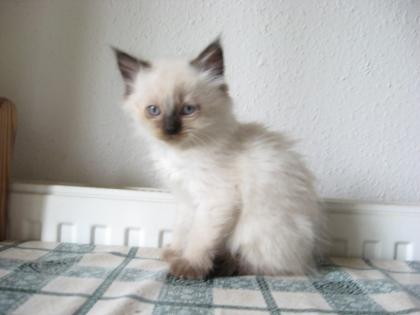 Ein zuckersüßer Neva Masquerade Katerchen zu verkaufen
