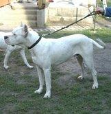 Dogo Argentino aus Ungarn