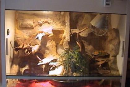 2 Bartagamen, 3 Jahre mit Terrarium
