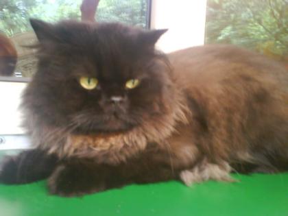 Deckkater hat Termine frei