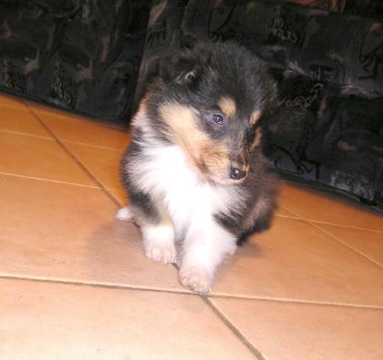 Collie 10 wochen alt abzugeben