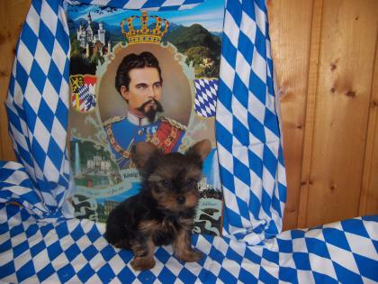 Yorkshire Terrier aus bayersicher Hobbyzucht