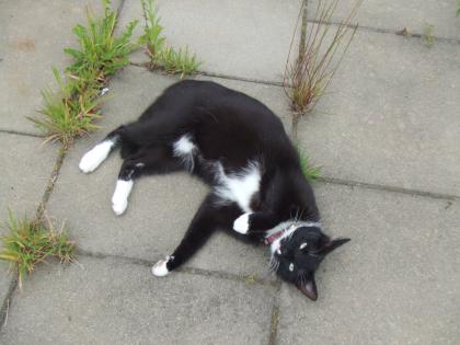 VERMISSE meinen gelienten Kater . wer hat ihn gesehen