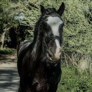 8 Jährige Tinker Stute in gute Hände abzugeben