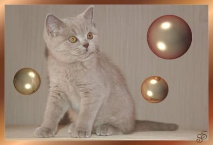 Bkh lilac Kater sucht ein Zuhause
