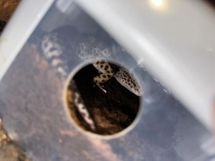 Wüstenterrarium mit Leopardgeckos 3 Stück