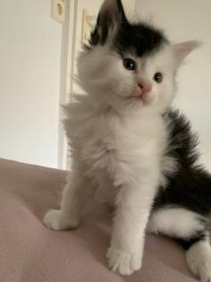 Main Coon Babykatzen männlich, weiblich