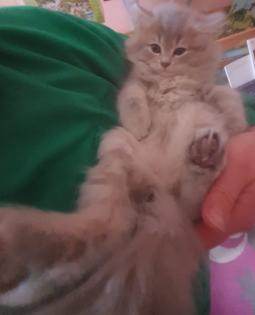 Edelmixkitten Katerchen 14. 01. 23