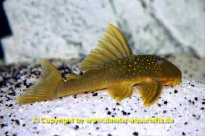 L200 Green Pleco WF