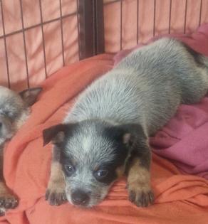 Australien Cattle Dog Welpen