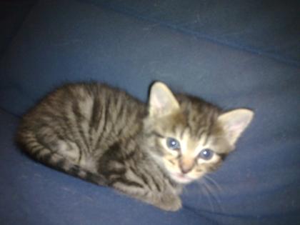 Katzen zu vergeben-getigert