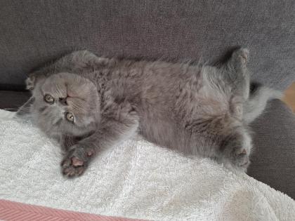 BKH Kitten mit Stammbaum