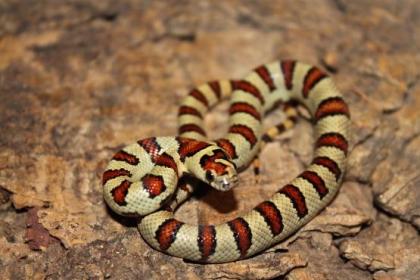 Lampropelzis Californiae High White / Leonis