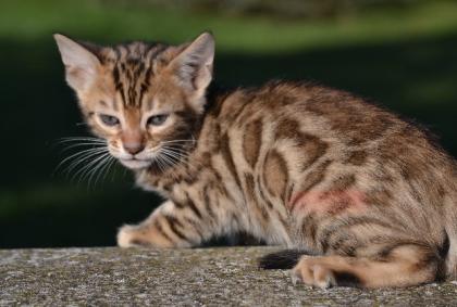 Bengalkitten Abgabe ab sofort