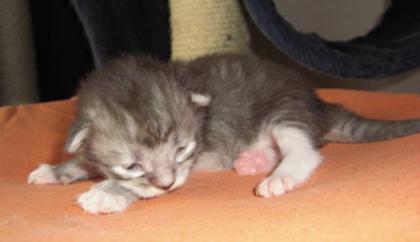 Maine Coon Babys