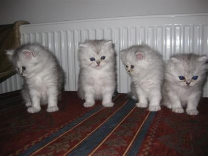 Vier 8 Wochen alte weisse Perserkätzchen mit Schnauze Männlich Kater Perserkat