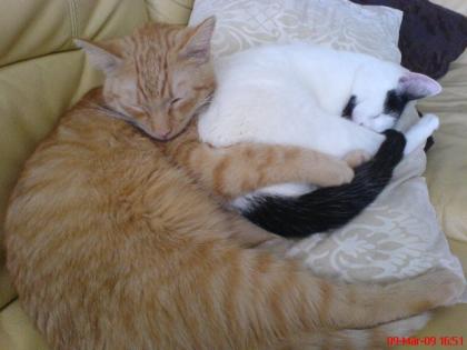 Dringend wird neues zuhause für 2süße Katzen gesucht