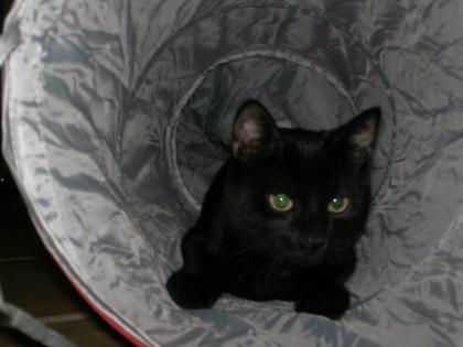 Kleiner Kater sucht dringend ein Zuhause