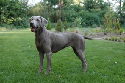 Wurfankündigung silberne Labrador Retriever