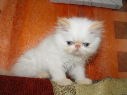 Perserkatzenbabys