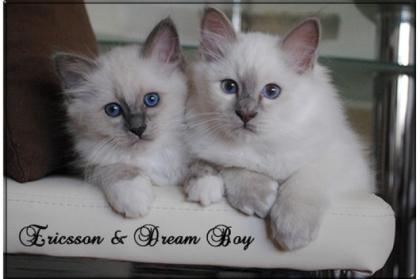 Blue-point und Lilac-Point Katerchen