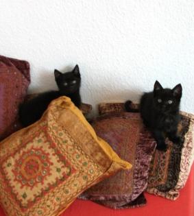3 kleine Babykatzen abzugeben