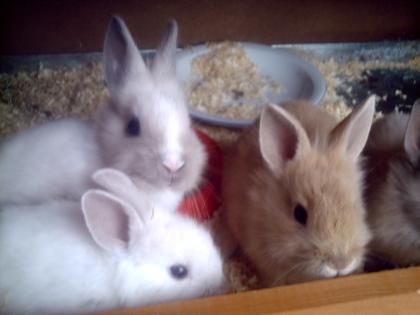 Löwenkopfkaninchen 4 stück suchen liebe Besitzer
