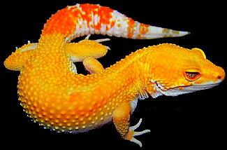 WUNDERSCHÖNE LEOPARDGEKOS ABZUGEBEN Leopardgecko Farbzuchten