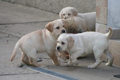 Schöne Labrador Retriever Welpen