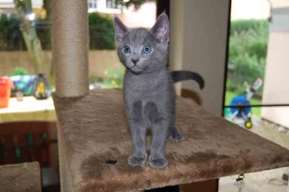 Zeitweise Russisch Blau Rassekatzen Kitten abzugeben