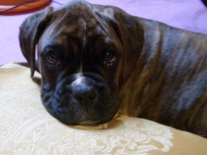 Boxerwelpe vermisst