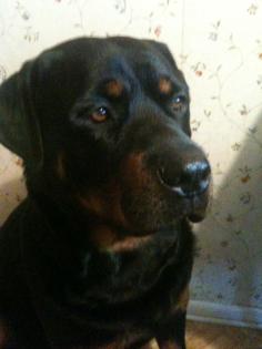 Rottweiler abzugeben