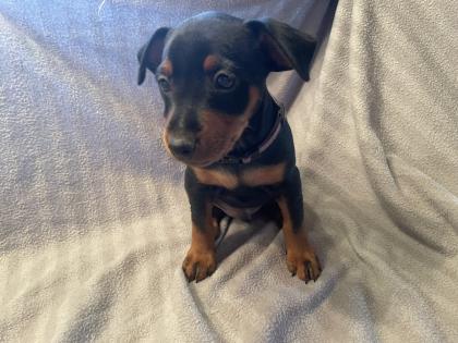 Reinrassige Zwergpinscher Welpen