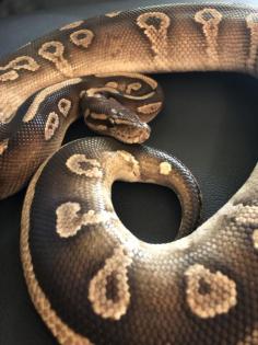 4 königspythons mit Terrarium zu verkaufen