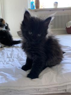 Main Coon Babykatzen männlich, weiblich