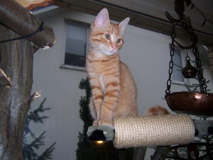Kater Louis Vermisst