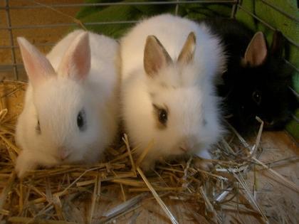 Drei kleine Zwerg-Kaninchen