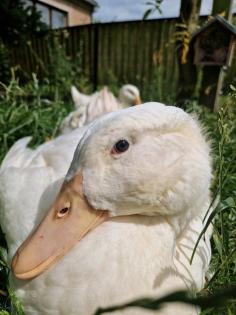 Junge Aylesburyenten / Enten Erpel suchen ein Zuhause