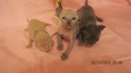 SELTEN - Exclusive, reinrassige Cornish Rex Baby Kitten - BLAUPOINT, BLAU und CA