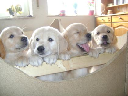 Wunderschöne Golden Retriever Welpen mit Stambaum