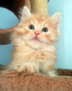 Sehr schöner Maine Coon Kater