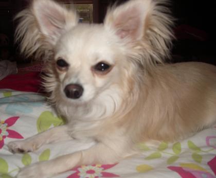 Chihuahua Rüde ist zum decken bereit