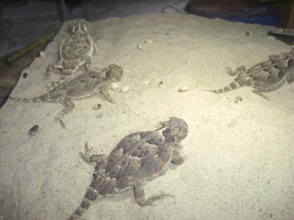 3 - 4 Phrynosoma platyrhinos / Wüstenkrötenechse