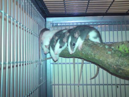Ratten zu Verkaufen